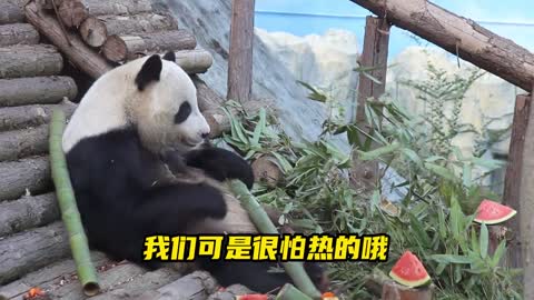 The panda is playing by itself