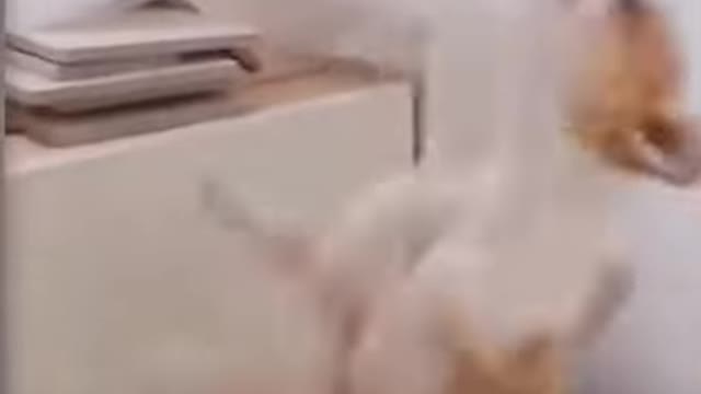 Funny towel biting dog