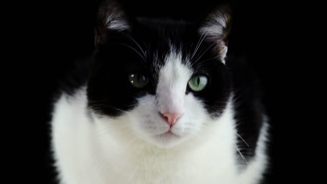 Cute cat video