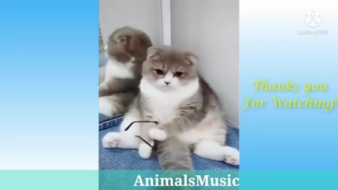 Cute cat and dog videos, dog shorts videos