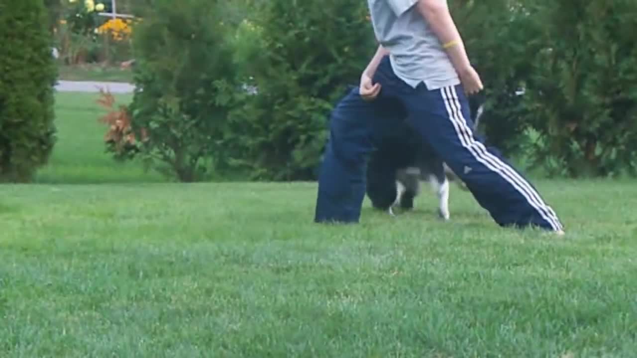 Nana the Border Collie Performs Amazing Dog Tricks