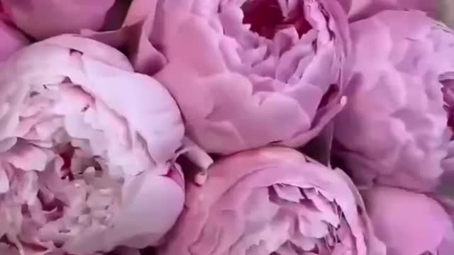 This is a real pink rose