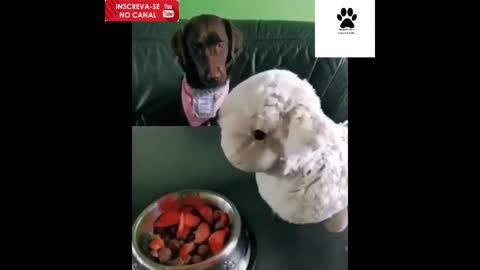 FUNNY VIDEOS OF DOGS CATS ANIMALS