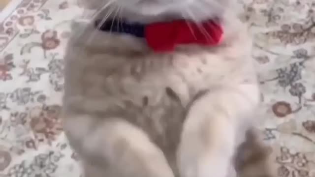 funny cut kitten 11