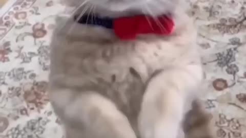 funny cut kitten 11