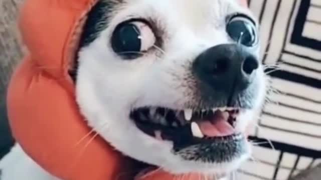 dogs and cats, impossible dont laugh funny viral video