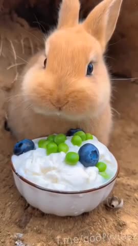 Someone loves and appreciates their pets