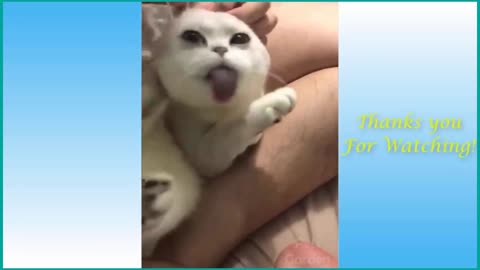 Baby cats_ cute cats funny Video completions