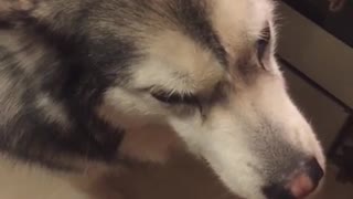 Malamute Demands Dinner