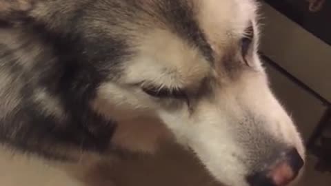 Malamute Demands Dinner