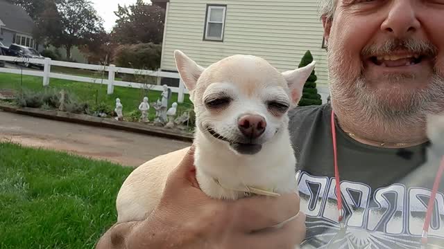 Corgi has chihuahua for a couzzin