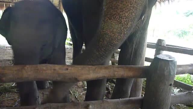 Elephant mama trying to get banana from her baby's mouth