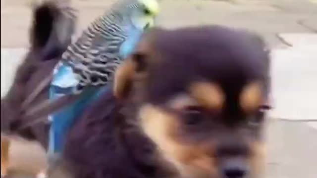 Small Dog Play with Duckling and Parrot