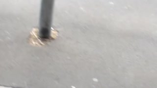Angry Man With Dog Confronts Shopper in Auckland