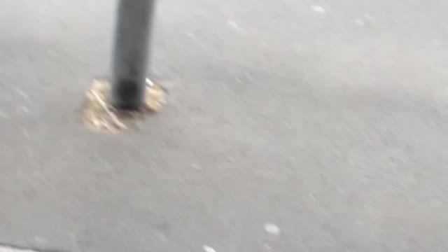 Angry Man With Dog Confronts Shopper in Auckland