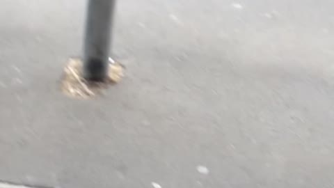 Angry Man With Dog Confronts Shopper in Auckland