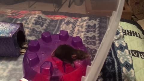 Cleo the rat being adorable