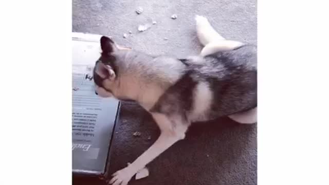 Husky yelling with HILARIOUS captions