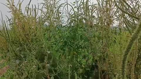 The grass is too tall