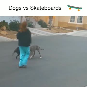 Dogs playing with skateboards are too cute