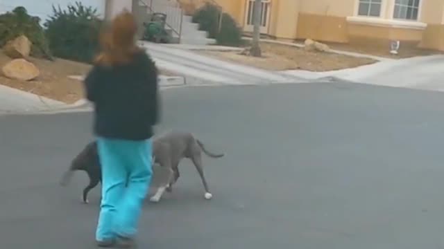 Dogs playing with skateboards are too cute