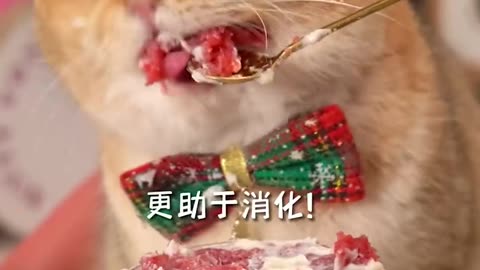 Funny Cat Clips: LOL Moments of Eating Amazing Food