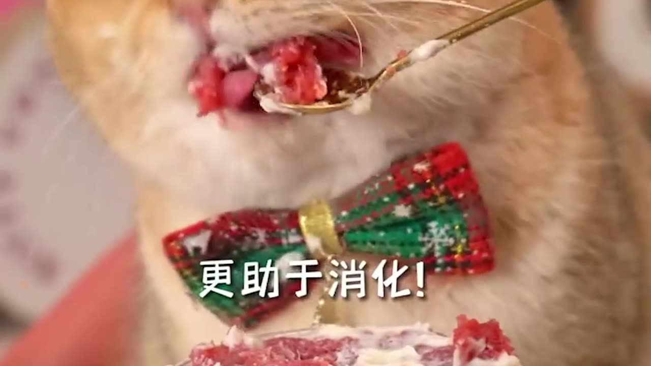 Funny Cat Clips: LOL Moments of Eating Amazing Food