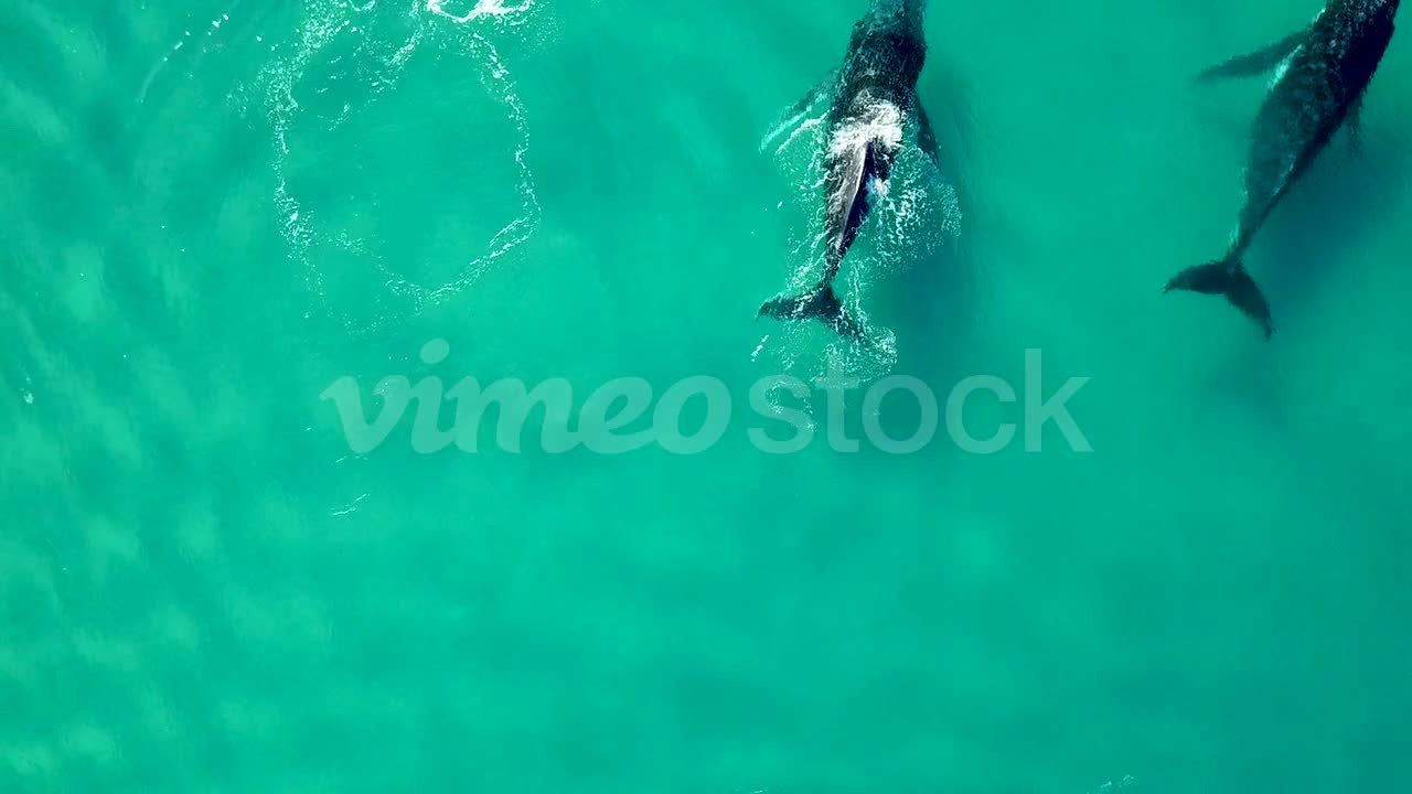 humpback whales and two dolphins swim through the frame.