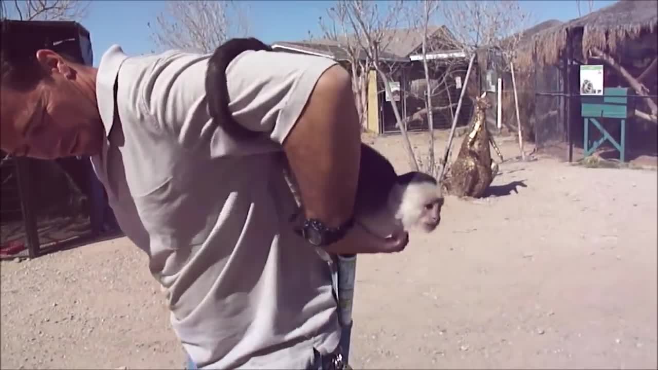 Compiled of cute baby monkeys.