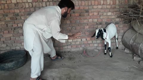 fight of goat with man