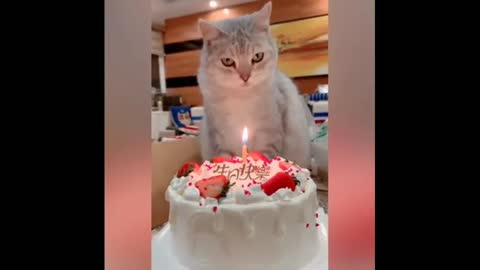 Funny cat viral videos....