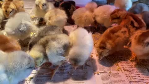 3 day old baby chicks