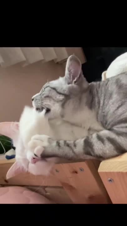 cute cat shorts❤#shorts #cat #cutecat