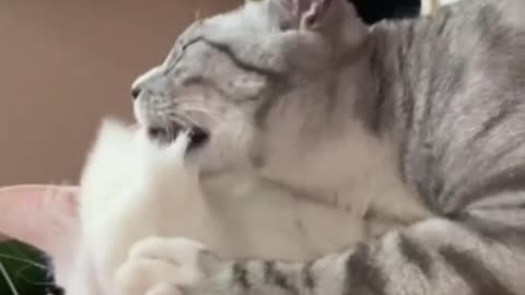 cute cat shorts❤#shorts #cat #cutecat