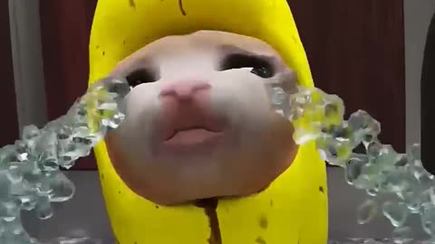 Banana Cat And Whiny Situation