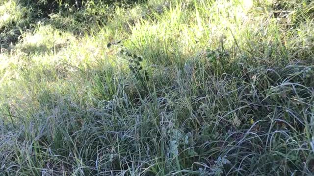 Elk Approaches Couple Walking on Path