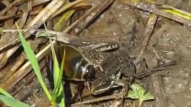 A swimming beetle eats an eye from a living frog.