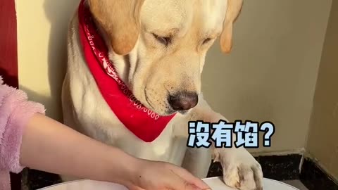 This dog can't afford to play and still playing tricks | Cute Pets have become fine Ti