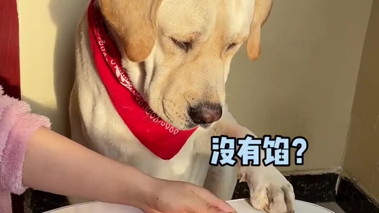 This dog can't afford to play and still playing tricks | Cute Pets have become fine Ti