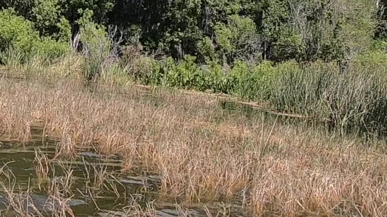 Bass Fishing Lake Yale Florida