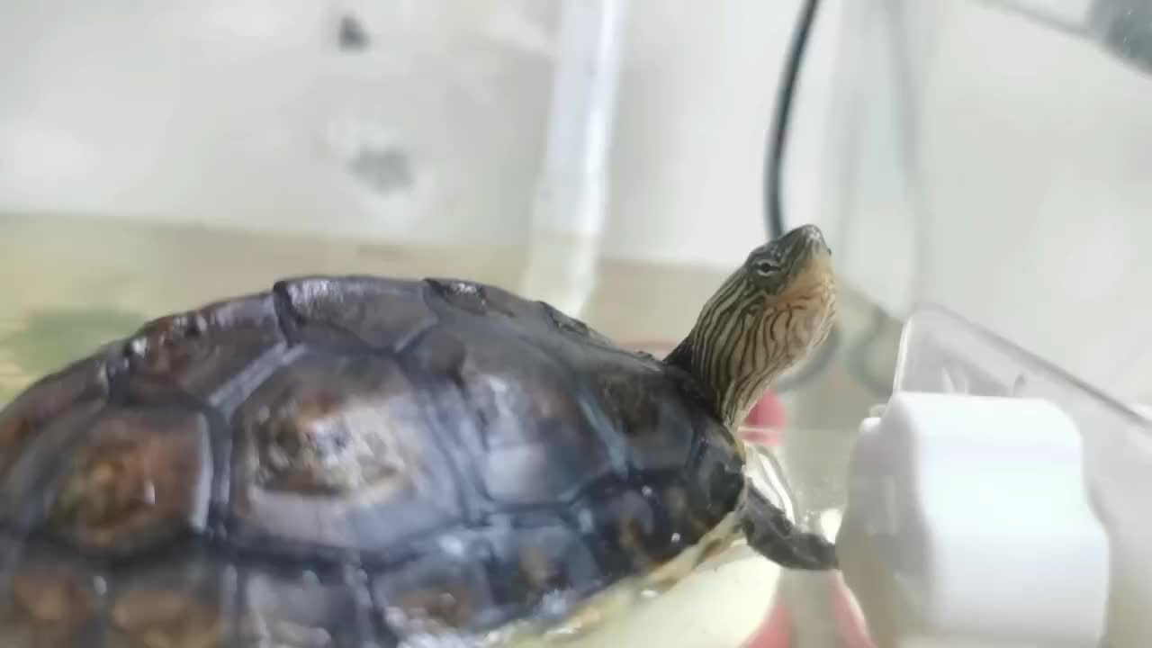 super smart turtle