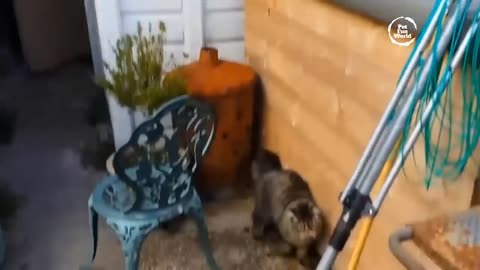 Funniest Animals New Funny Cats and Dogs Videos - Ep.22