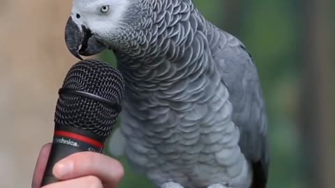 Talking Parrot #Parrot