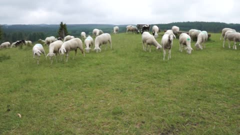 Sheep At A Farm