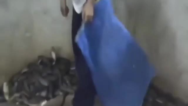 Snake Master