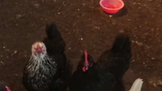 Giving the Hens Cucumber