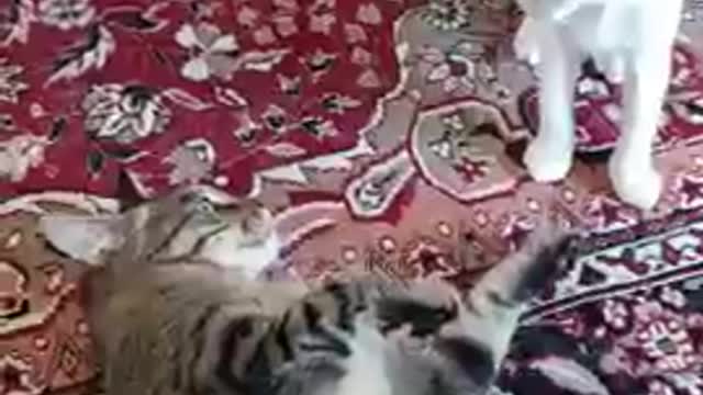 Cat Vs Tiger Funy