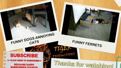 Little kittens meowing and talking _ cute cat video