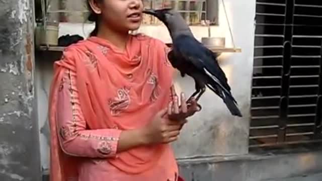 trained crow amazing telnet with girl