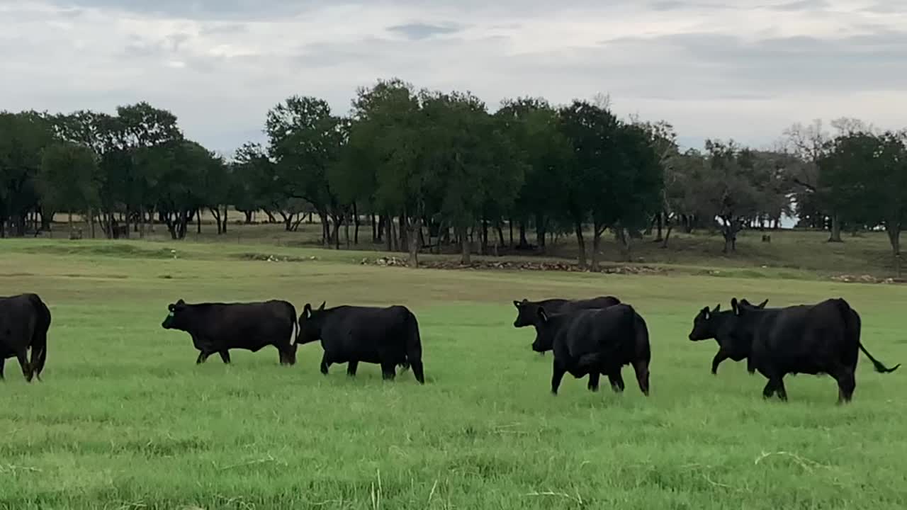 11-Medium bred Angus plus heifers.
